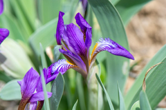 Iris glaucescens