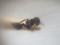 Crematogaster rothneyi