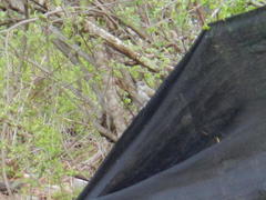 Campethera bennettii bennettii