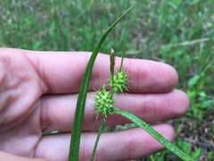Carex flava