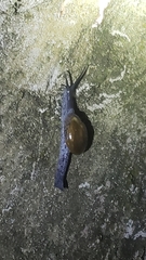 Macrochlamys superlita