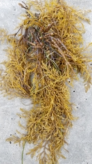 Stephanocystis