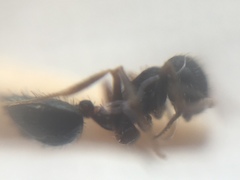 Crematogaster rothneyi