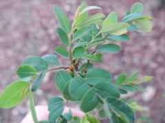 Phyllanthus reticulatus reticulatus