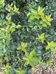 Osmanthus heterophyllus