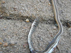 Psammophis subtaeniatus