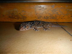 Chondrodactylus turneri