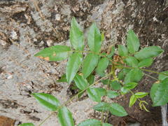Kirkia acuminata