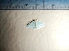 Mixocera frustratoria