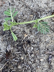 Aeschynomene viscidula