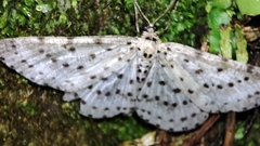 Xenoplia trivialis