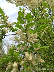 Prunus virginiana