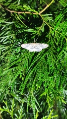 Xenoplia trivialis