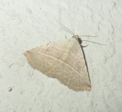 Eublemma gayneri