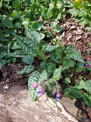 Pulmonaria saccharata
