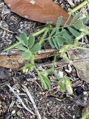 Aeschynomene viscidula