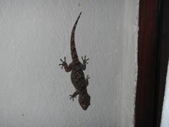 Chondrodactylus turneri