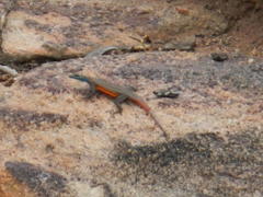 Platysaurus minor