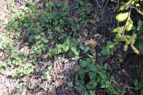 Image of Calystegia occidentalis by (c) Millie Basden, some rights reserved (CC BY)