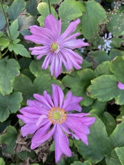 Eriocapitella × hybrida