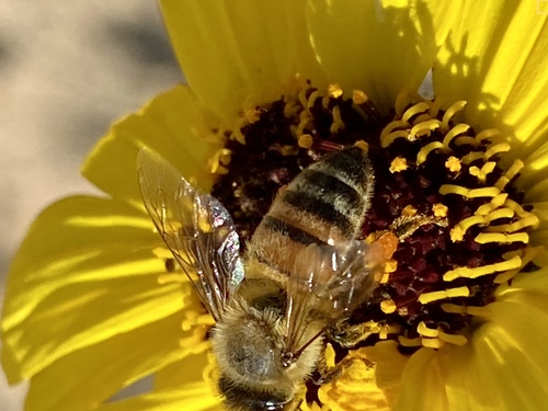 iNaturalist observation photo of Western Honey Bee