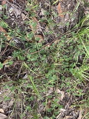 Aeschynomene viscidula