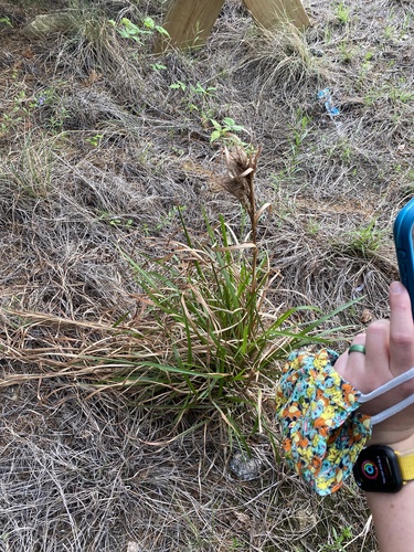 bushy bluestem (Andropogon glomeratus)