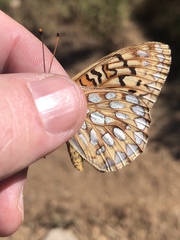 Speyeria callippe comstocki