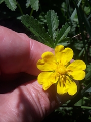 Potentilla reptans