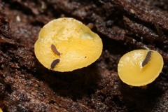 Phaeohelotium baileyanum