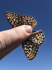 Speyeria callippe comstocki