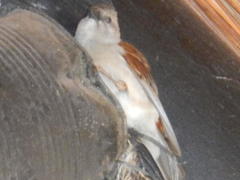 Passer diffusus stygiceps