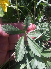 Potentilla reptans