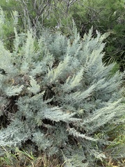 Artemisia arborescens