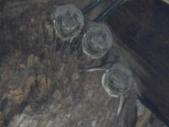 Taphozous mauritianus