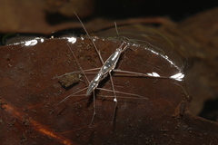 Limnogonus nitidus
