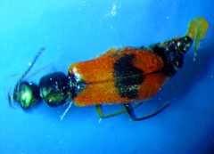 Anthocomus equestris