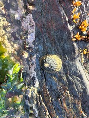 Scutellastra granularis