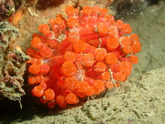 Telmatactis
