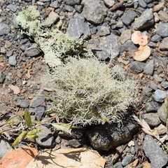 Usnea subgracilis