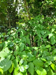 Magnoliopsida