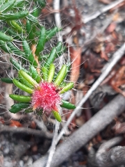 Erica cerinthoides