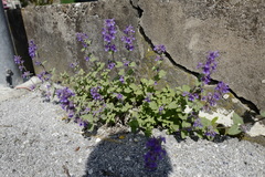 Nepeta racemosa