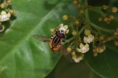 Mesembrius bengalensis