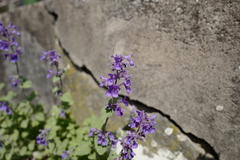 Nepeta racemosa