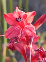 Tritoniopsis pulchra