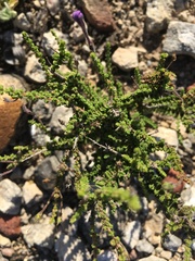 Jamesbrittenia microphylla