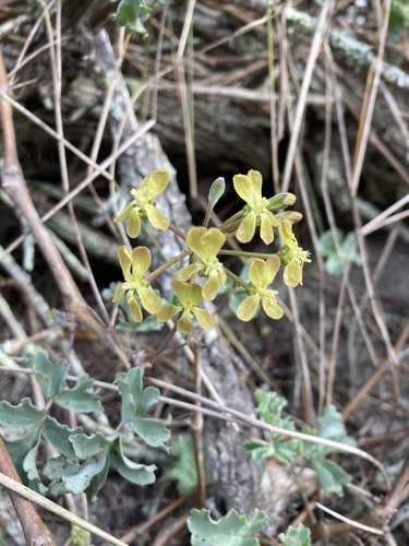 Pelargonium gibbosum 2