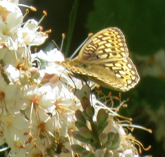 Speyeria callippe comstocki