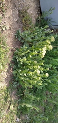 Lepidium draba